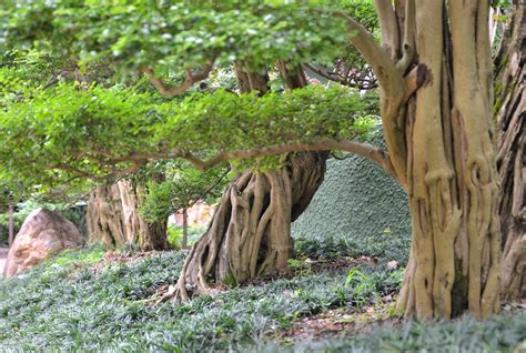 花樹種類|植木と庭木の代表種を徹底解説！【樹木の種類も紹介。